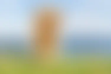 Pet in Action Photography That Feels Alive
