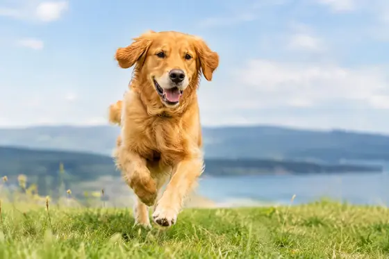 Pet in Action Photography That Feels Alive