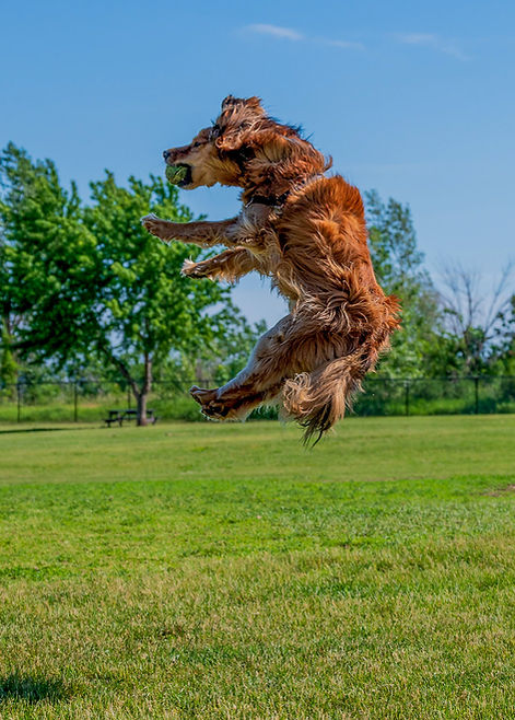 Let's capture their unique spirit! Professional, stress-free pet photography across Calgary & GTA