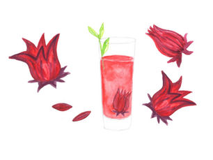 Growing Roselle Hibiscus