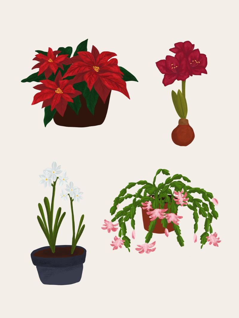 How to Care for Holiday Plants