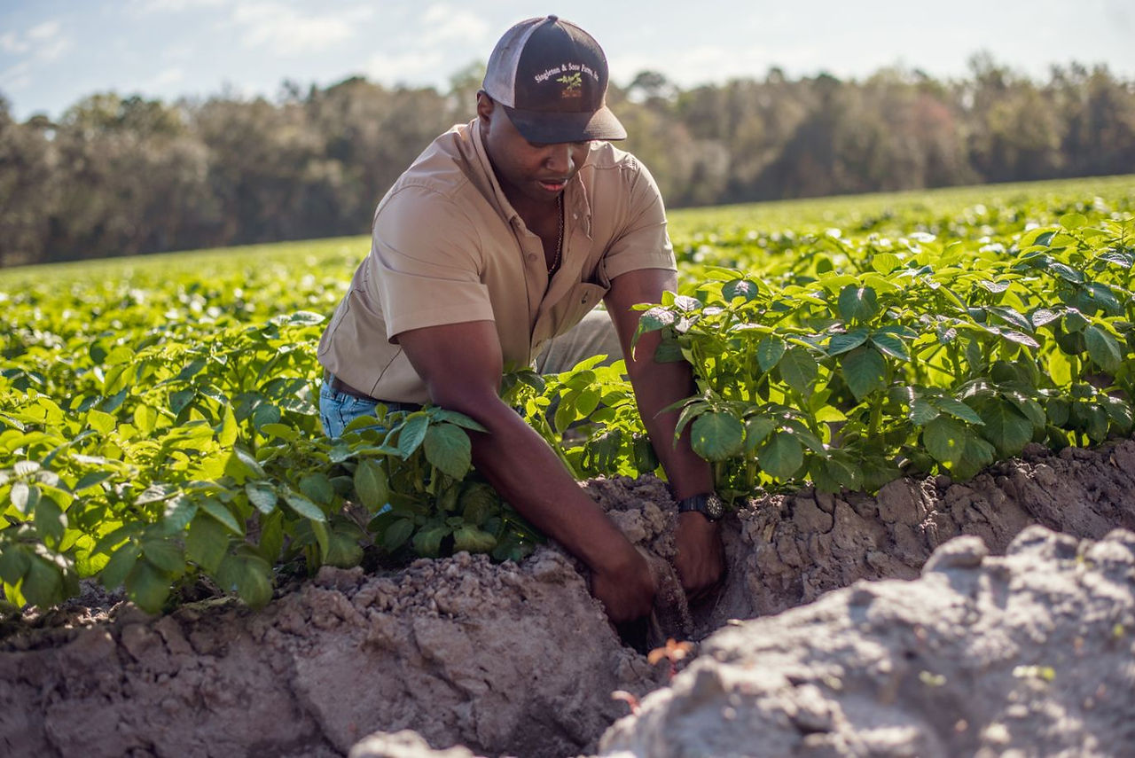 family potato farm in florida