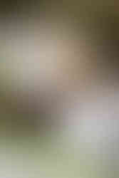 forage for tablescape items