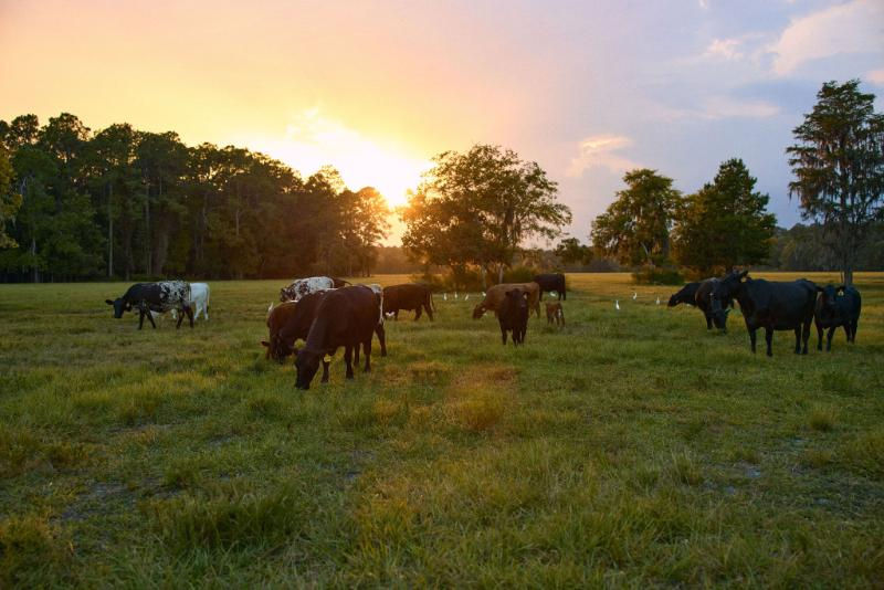 Moo-vers and Haymakers: Grass-fed Cattle Farming