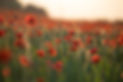 _M2A9824.jpg