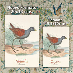 Nuevo Formato Taguita
