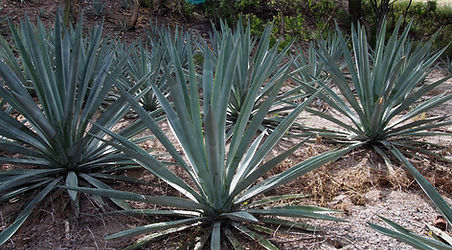 PA121236.JPG
