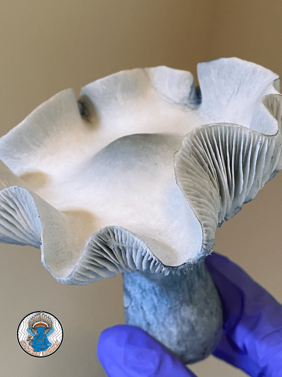 APE 338, cubensis, APE 338 spores, agar, mycelium,  humble bruise, mycology , research plates