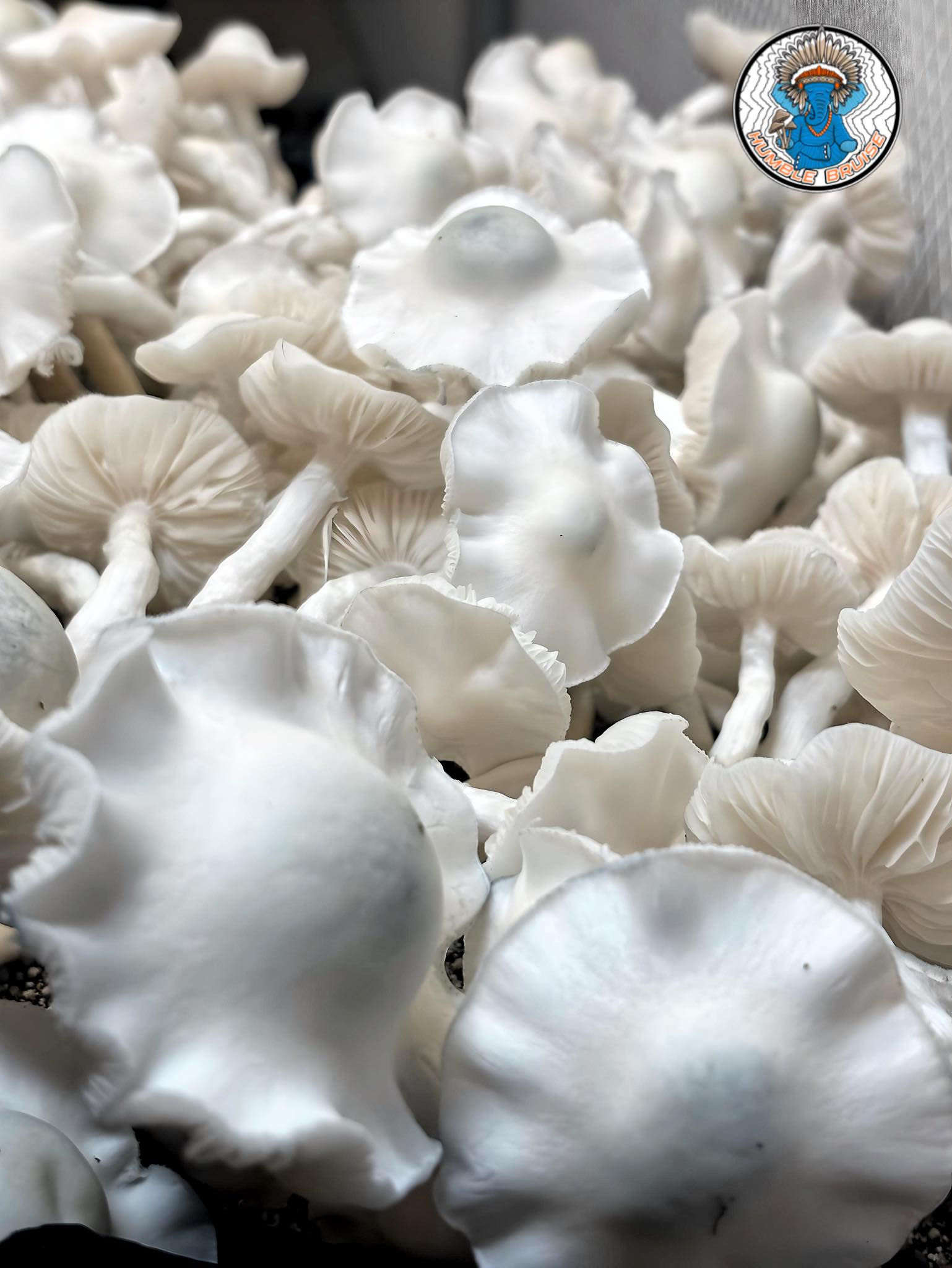 Phobos Research Syringe