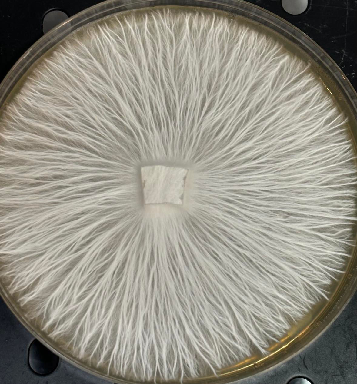 Goliath PE Research Plate