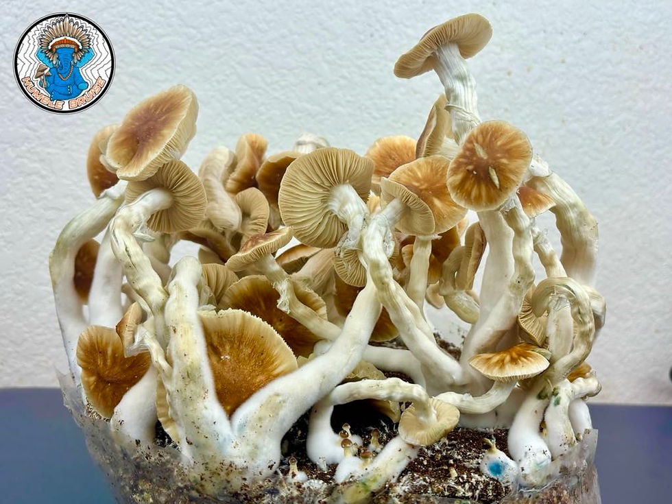 full moon party, fmp, cubensis, full moon party spores, agar, mycelium,  humble bruise, mycology , research syringes