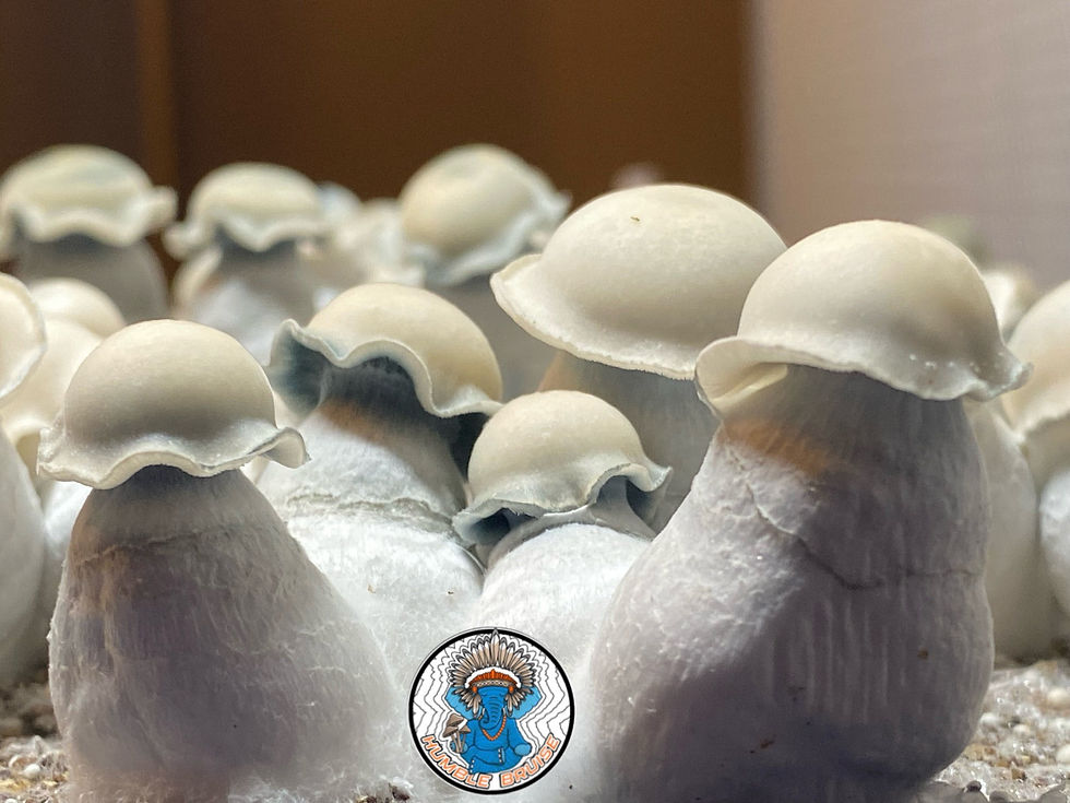 Ghost, cubensis, ghost spores, agar, mycelium,  humble bruise, mycology , research plates