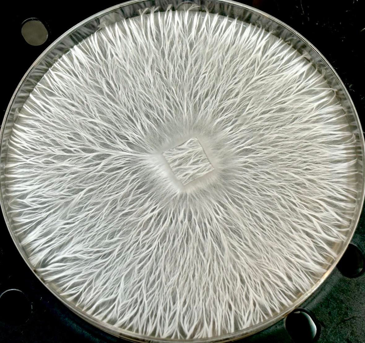 NSS Natalensis, NSS nats, cubensis, full moon party spores, agar, mycelium, humble bruise, mycology , research plates