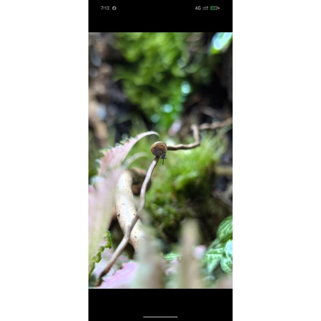 replacement or missing order