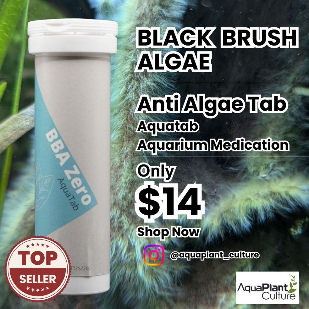 BBA Zero (black Brush Algae remover)