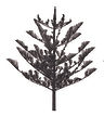 tree copy.jpg