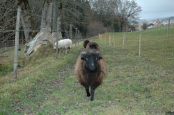 Sheep (2)