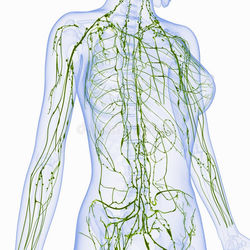 systeme-lymphatique-femelle-de-demi-corps-36218754