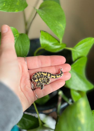 Ball Python Hard Enamel Pin | Shapes In Nature