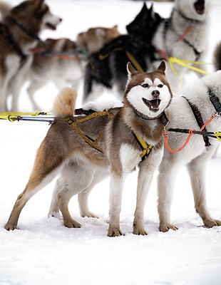 husky-7145713_1280.jpg