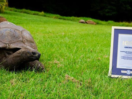 Jonathan the Tortoise: St Helena’s Living Legend Gains Global ICON Status