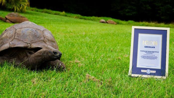 Jonathan the Tortoise: St Helena’s Living Legend Gains Global ICON Status