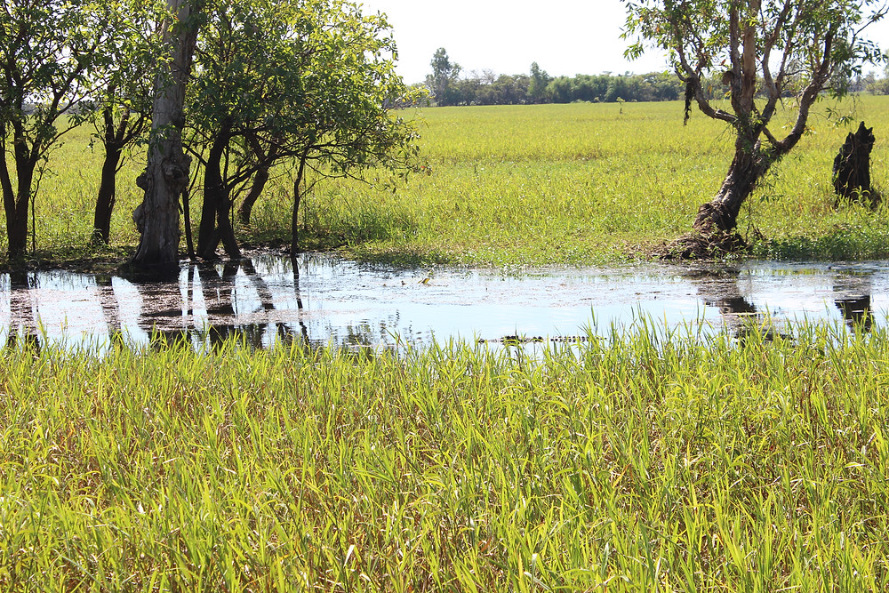 The Only Croc we saw.