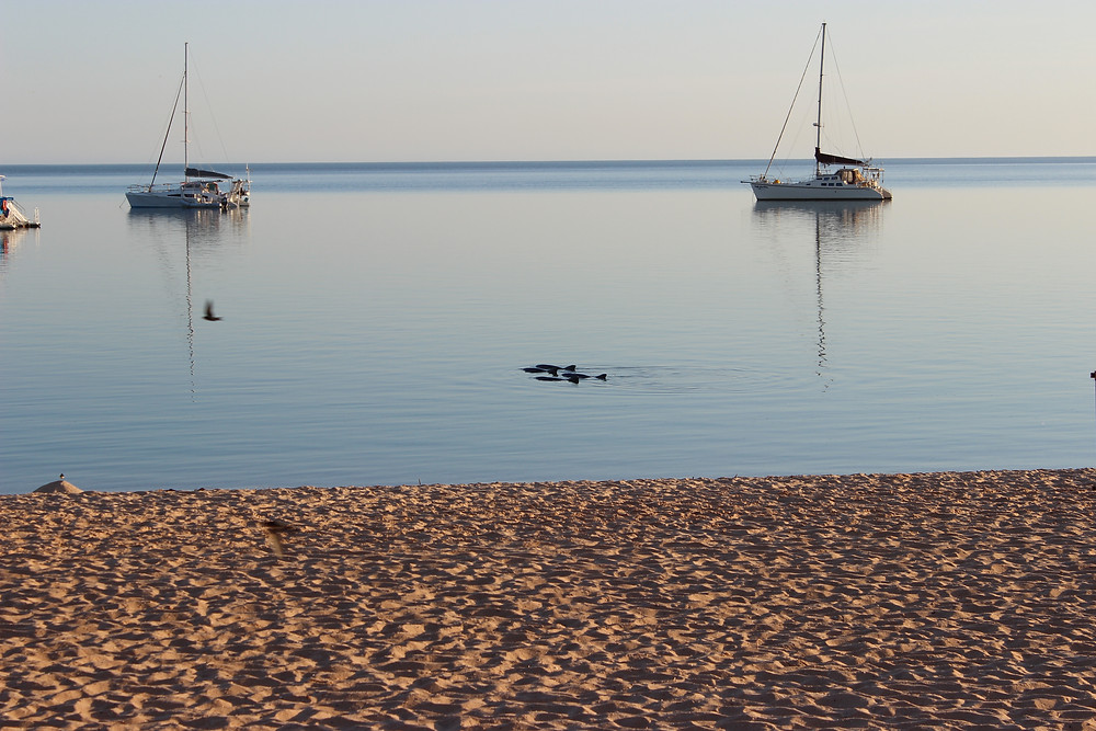 Dolphins and glassy water
