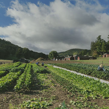 A few people are bend over in a green field of vegetables, harvesting into containers. A pick up truck, red barns and rolling hills in the background.