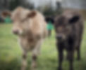 Two calves, #16, a beautiful light Murray Gray, look at the camera and #22, graze in a pasture