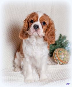 Crown Prince Rudolph