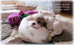 Kennel "Zolotoy Vostorg", Cavalier K