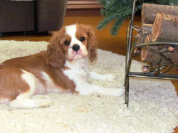 Caballero de la Rosa