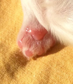 Kennel "Zolotoy Vostorg", Cavalier K