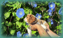 Crown Prince Rudolph