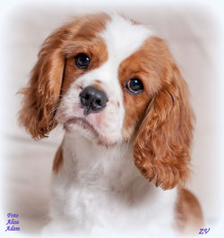 Caballero de la Rosa