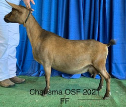 Charisma OSF