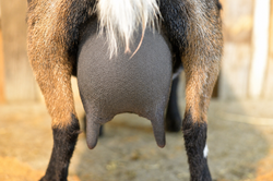 milked out udder 2026