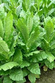 4.Prilep P66-9_7.jpg