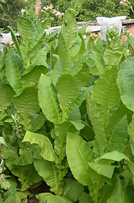 Соболчский 17 2.JPG