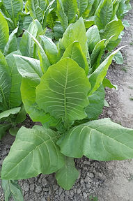 43.Крупнолистий Б3.jpg