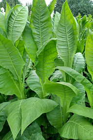 2.Дюбек предгорный.jpg