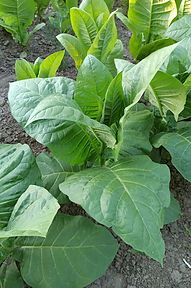 20.Гостролистний 919.jpg