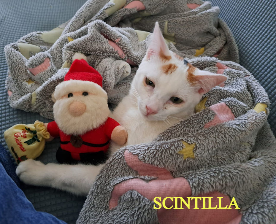 Elena Forni, medico veterinario omeopata. Terapie omeopatiche personalizzate; Piani nutrizionali personalizzati – Dieta BARF; Accompagnamento empatico a fine vita; Visita veterinaria a domicilio, Telemedicina; Consulenza a distanza. Terapie naturali per la salute e il benessere di cani e gatti. Omeopatia veterinaria.