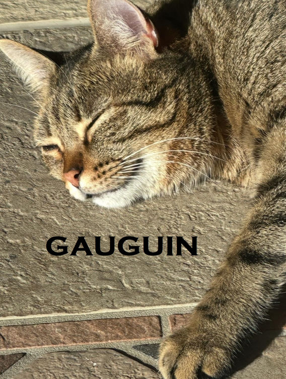 Elena Forni, medico veterinario omeopata. Terapie omeopatiche personalizzate; Piani nutrizionali personalizzati – Dieta BARF; Accompagnamento empatico a fine vita; Visita veterinaria a domicilio, Telemedicina; Consulenza a distanza. Terapie naturali per la salute e il benessere di cani e gatti. Omeopatia veterinaria.