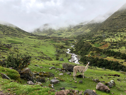 Llama looking at the camera, behind a small river flows amongst the green mountains touching the clouds