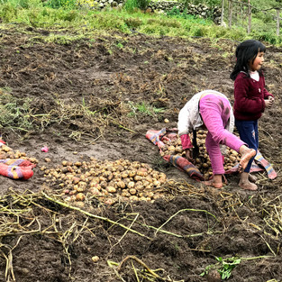 Kids having fun in their potato farm