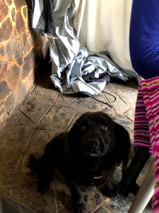 Small black dog sitting near table waiting for food