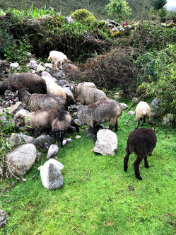 Herd of sheep