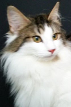 2015Winter_DAM_Frill.jpg